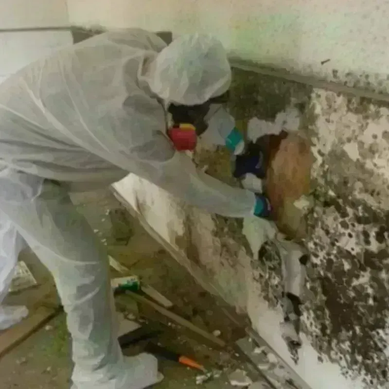 Mold Remediation and Removal in Palmdale, CA